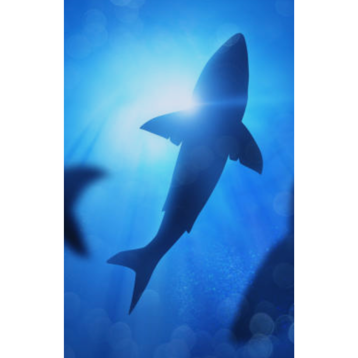Our exclusive shark platform