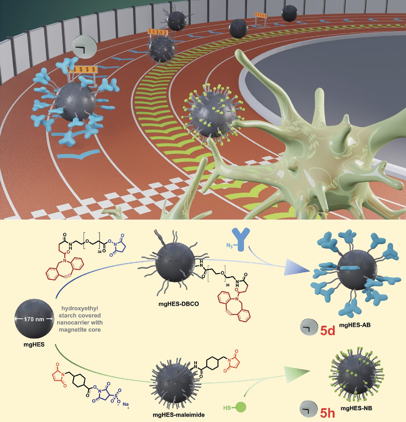 Replacement of the previously reported antibody-based system with a nanobody-based nanocarrier system leads to a sig-niﬁcantly reduced functionalization time while maintaining targeting properties