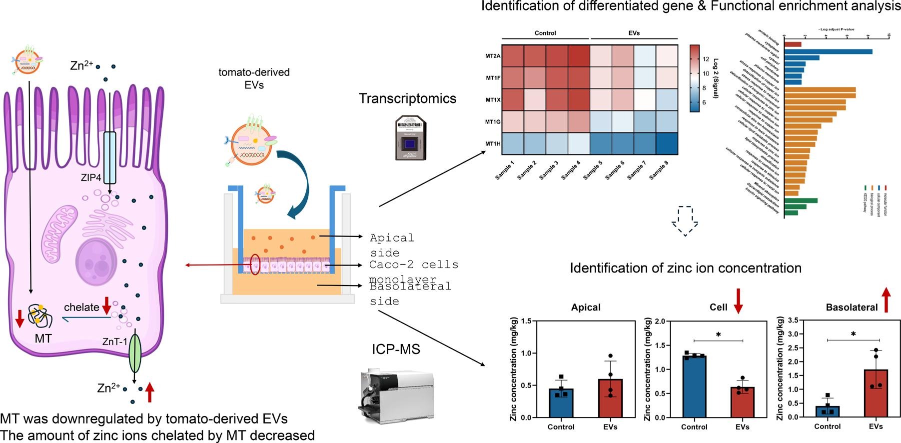 Tomato-derived EVs enhance transepithelial transport of Zinc