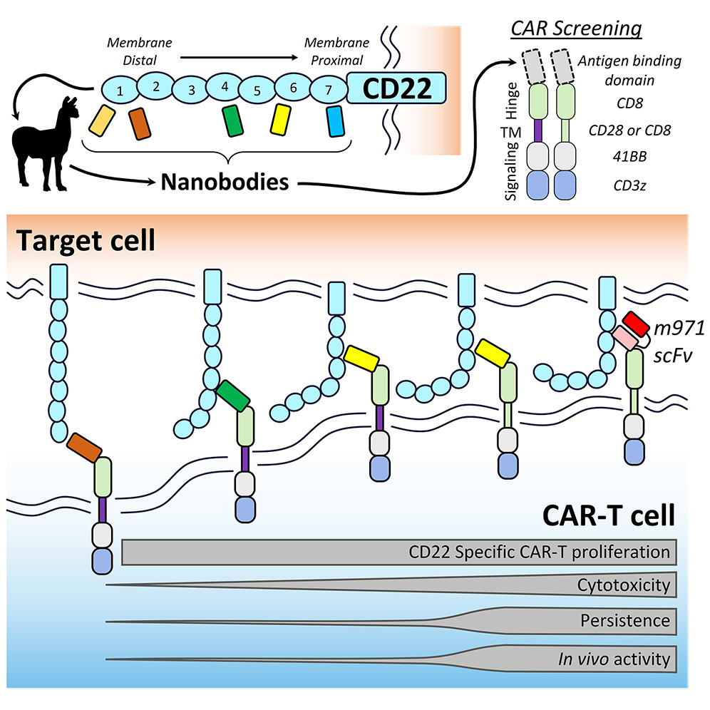 An illustration showing a shark-derived nanobody binding to the CD22 antigen on a malignant B cell, highlighting its compact structure and superior tissue penetration