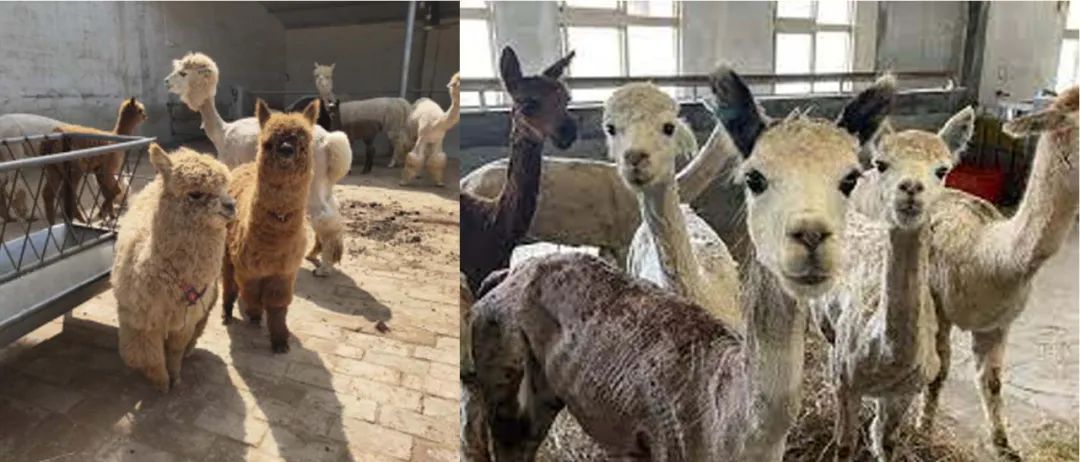 Overuse of Alpaca might lead to Chaos